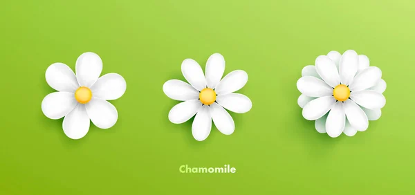 Camomile Setwhite Daisy Flowers Icon Illustration Different Petals Realistic Floral — Stock Vector