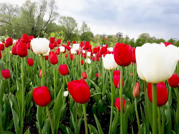 Red And White Tulips In Sunlight.  Field Of Beautiful Red-white Tulips In Summer