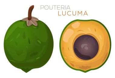 Lucuma 'nın tasviri. Taze Lucuma Fruit. Pouteria Lucuma. Superfood Pouteria Lucuma ikonu. Sağlıklı doğal ürün
