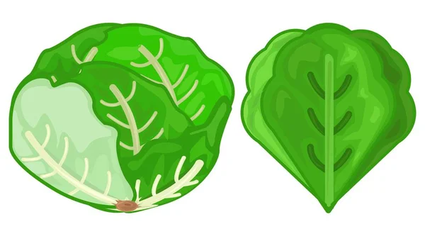 レタスベクトルアイコン 緑の新鮮なレタス フラットレタスアイコン レタスの葉 — ストックベクタ