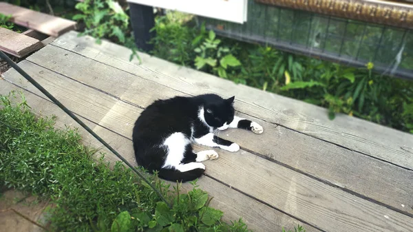 森の中のタキシード猫の眠り — ストック写真