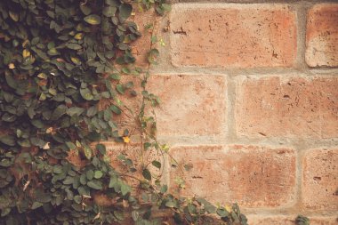 Ivy Vintage sesi tuğla duvar üzerine