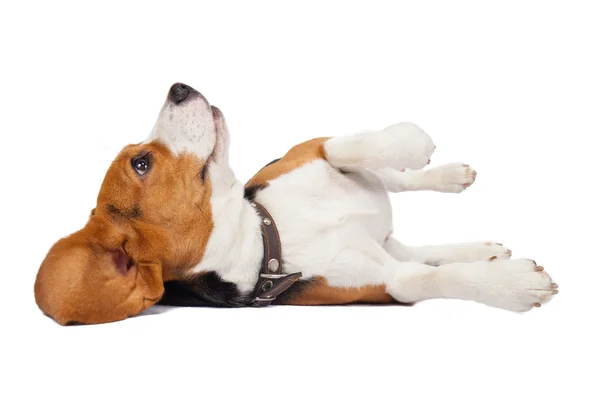 Anjing beagle di latar belakang putih — Stok Foto