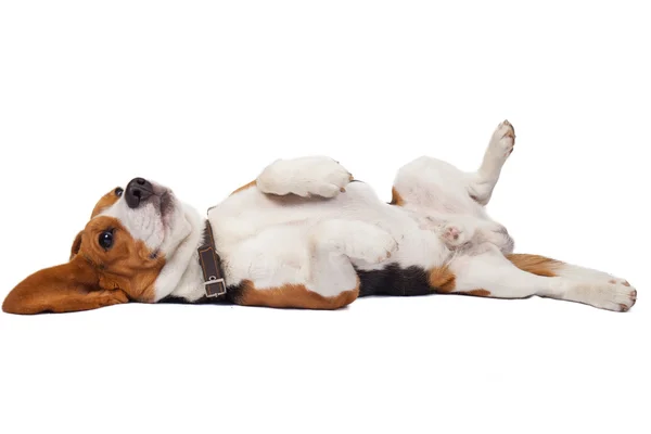 Perro beagle sobre fondo blanco — Foto de Stock