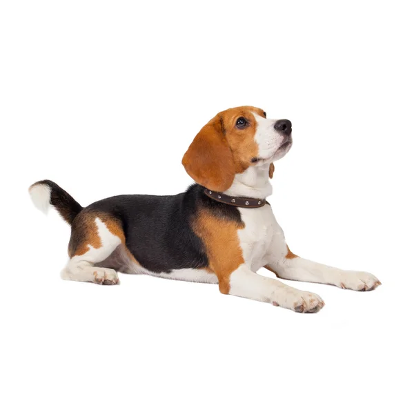 Perro beagle sobre fondo blanco — Foto de Stock