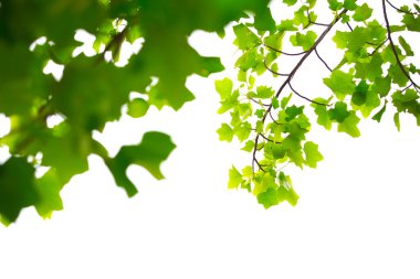 beyaz arkaplanda yeşil izin