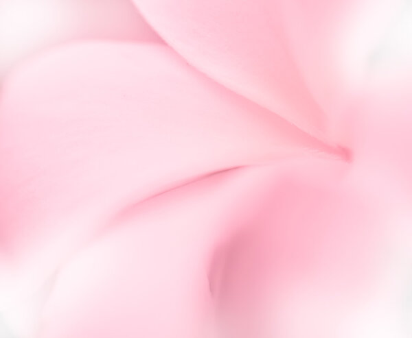 Sweet flowers petal in soft style for background in soft style for background