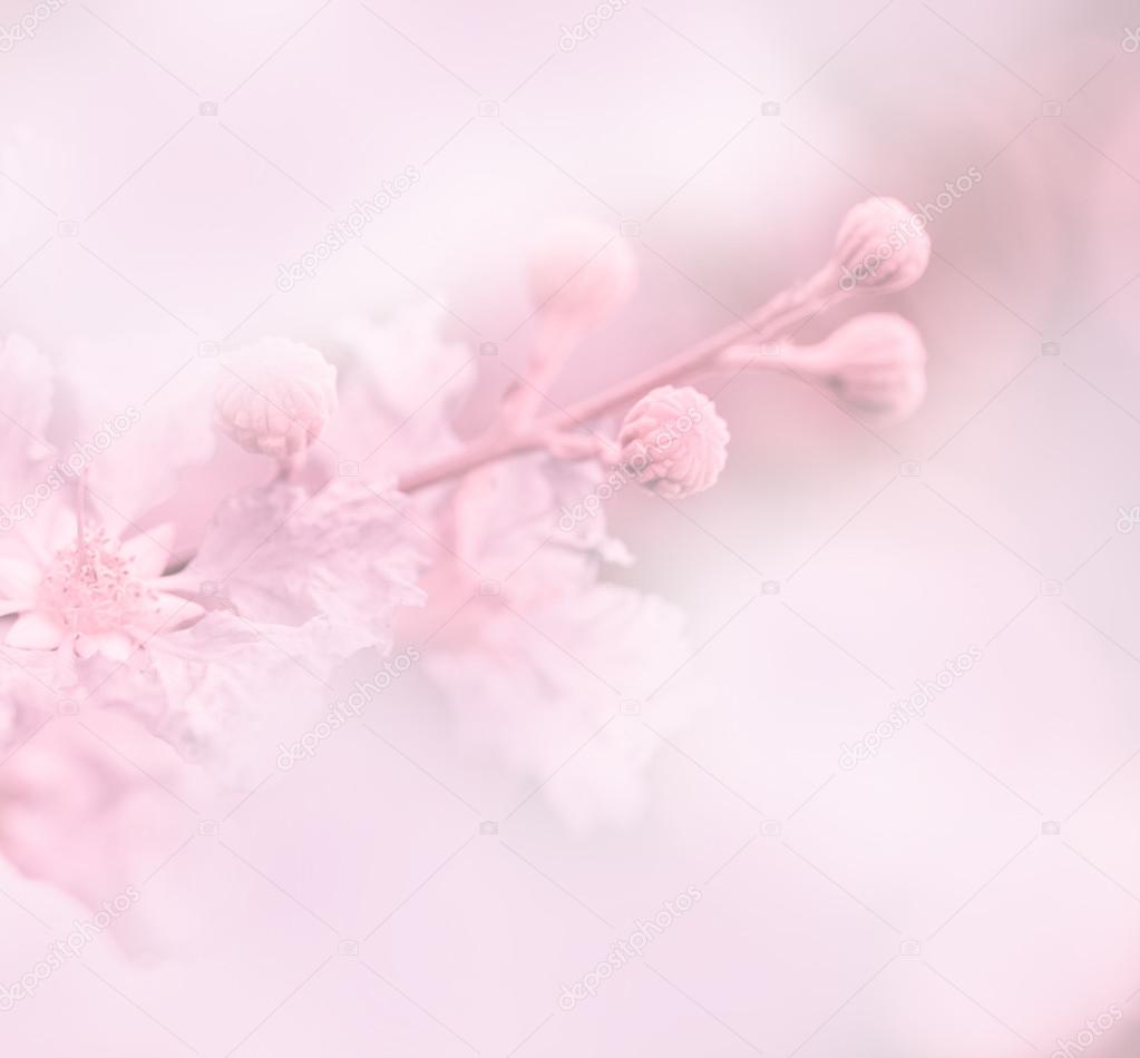 Sweet flowers petal in soft style for background in soft style