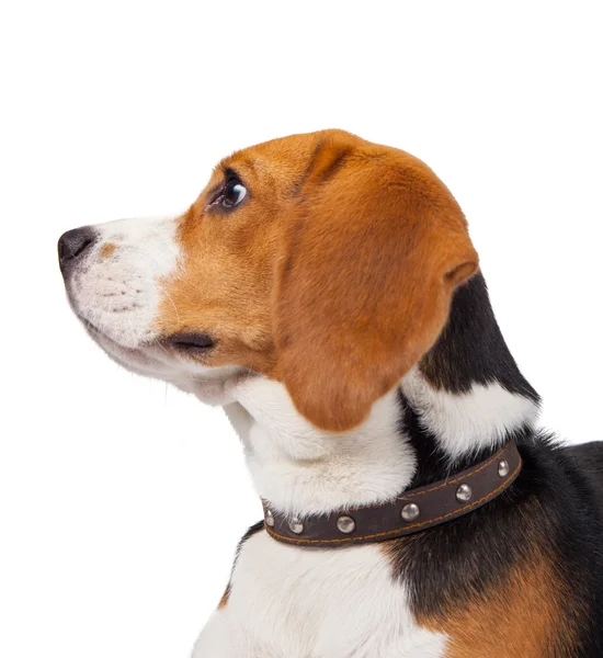 Un perro beagle sobre fondo blanco — Foto de Stock