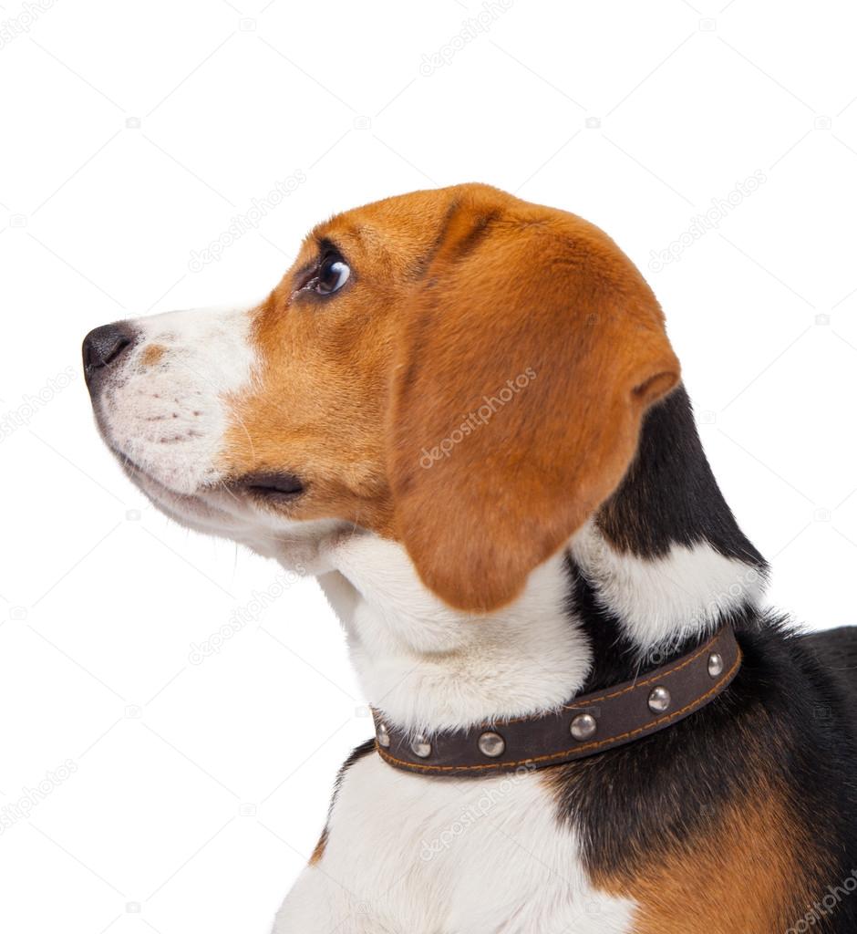 a beagle dog on white background