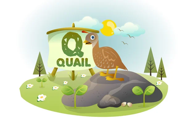 Funny Cartoon Alphabet Q With Quail — Stock Vector