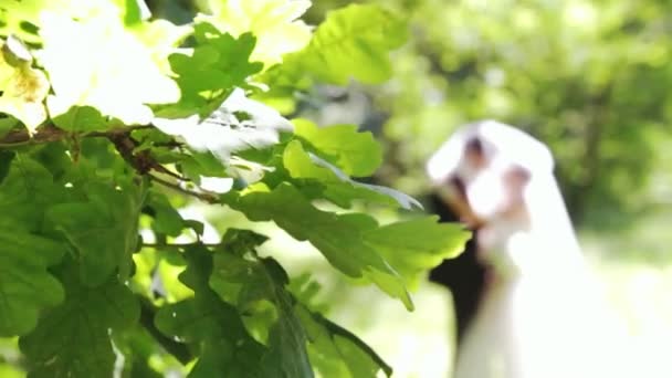 Bröllop par i skogen bredvid stora gamla träd. Brudgummen och bruden tillsammans. — Stockvideo