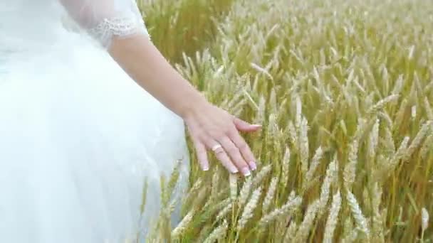 Novia caminando en el campo de trigo — Vídeos de Stock