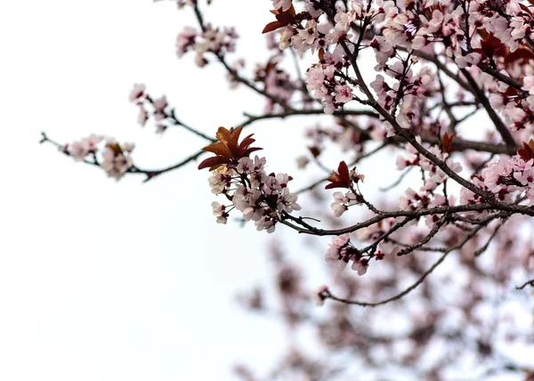 Pembe çiçekler açar bahar sırasında