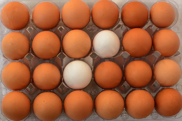 Два белых яйца между коричневыми яйцами Стоковое Изображение