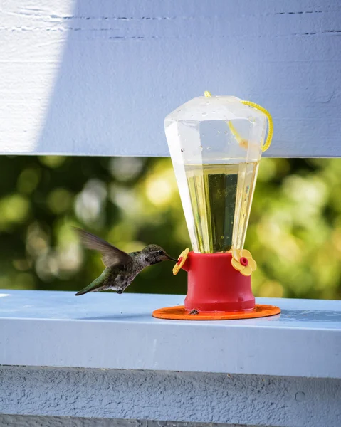 Besleyici üzerinden nektarı yudumlarken sinek kuşu