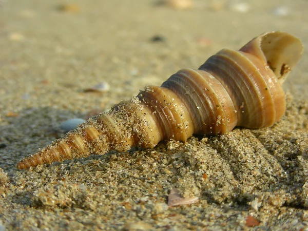 Sahilde deniz kabuğu