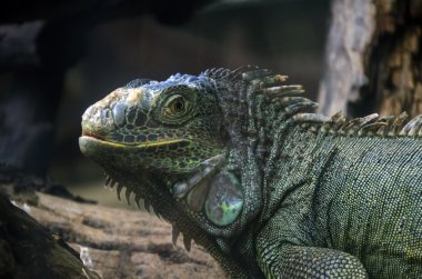 Iguanas bir ağaç üzerinde