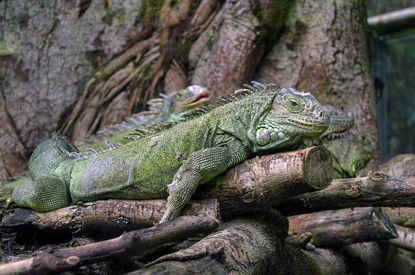 Iguanas em uma árvore — Fotografia de Stock