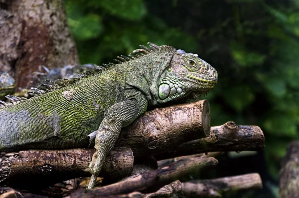 Iguanas em uma árvore — Fotografia de Stock