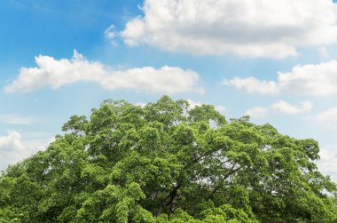 güzel parlak gökyüzü ile bir ağaç üst