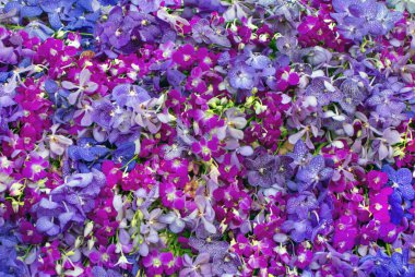 Orkide çiçek arka plan