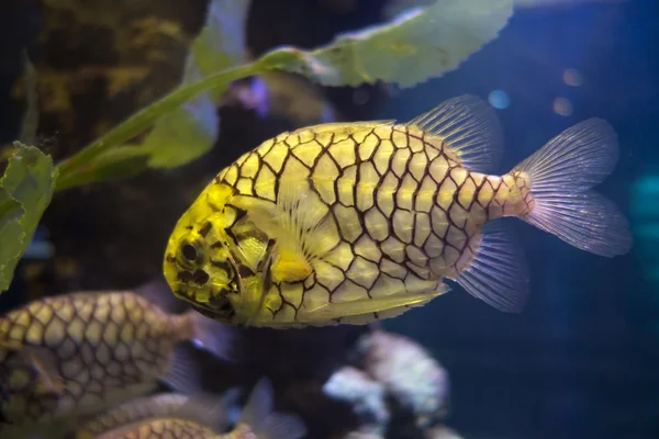 Un pesce ananas — Foto Stock