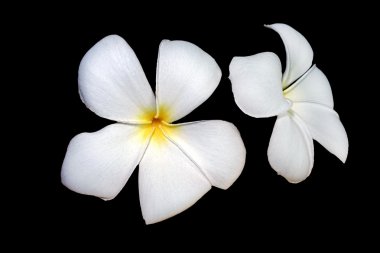 Plumeria veya leelawadee çiçek