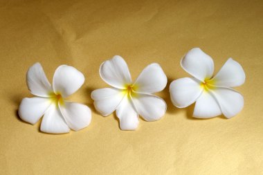 Plumeria veya leelawadee çiçek