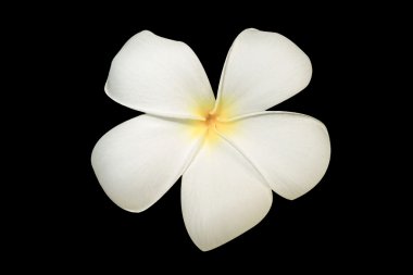 Plumeria veya leelawadee çiçek