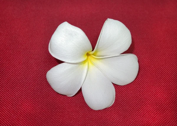 Plumeria eller leelawadee blomma — Stockfoto