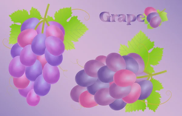 Un vector de fruta de uvas — Vector de stock