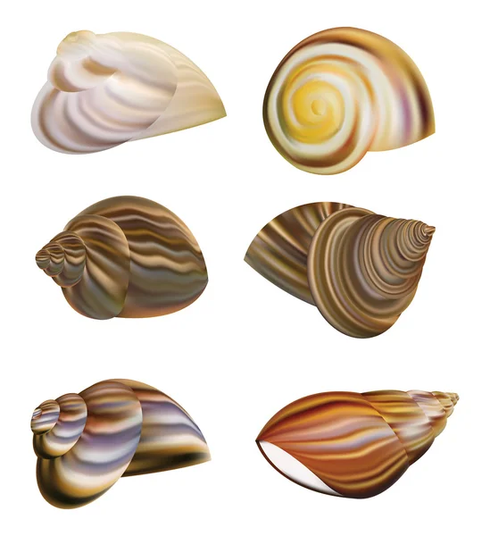 Slakkengang Shell vector — Stockvector