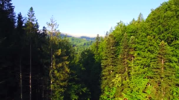 Veduta aerea delle montagne dei Carpazi — Video Stock