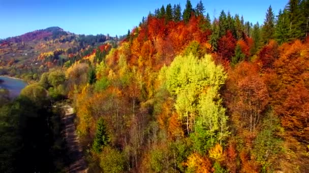 Vista aérea de outono Cárpatos montanhas — Vídeo de Stock