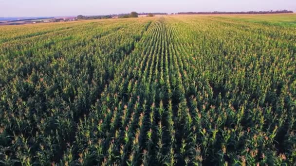 Aero view of the corn field in sunset — Stock Video