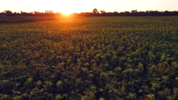 Вид з повітря на соняшникове поле на заході сонця — стокове відео