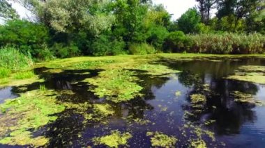 Ormanda bataklık Nehri'nin havadan görünümü