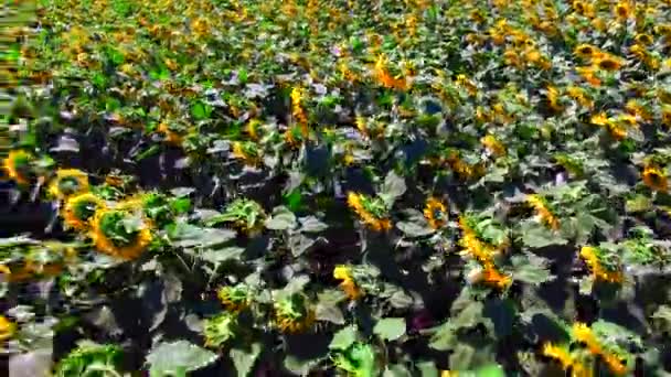 Aerial view of the sunflower field sunny day — Stock Video