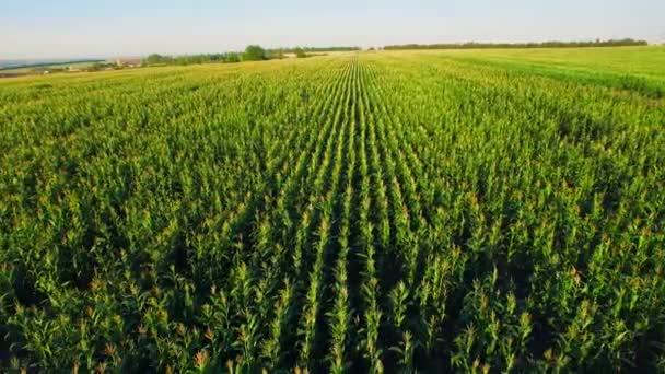 Aero látképe a kukoricásban, naplemente — Stock videók