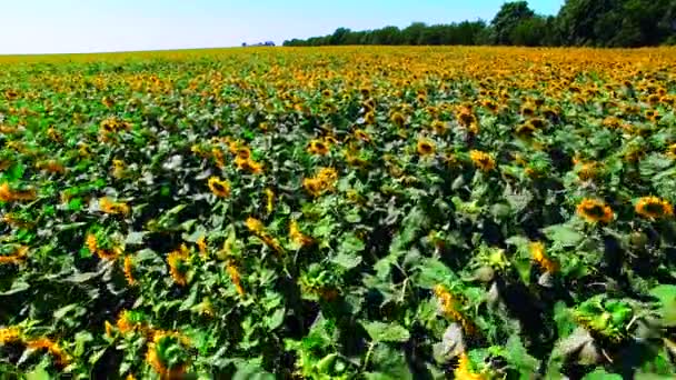 Luchtfoto van de zonnebloem veld zonnige dag — Stockvideo