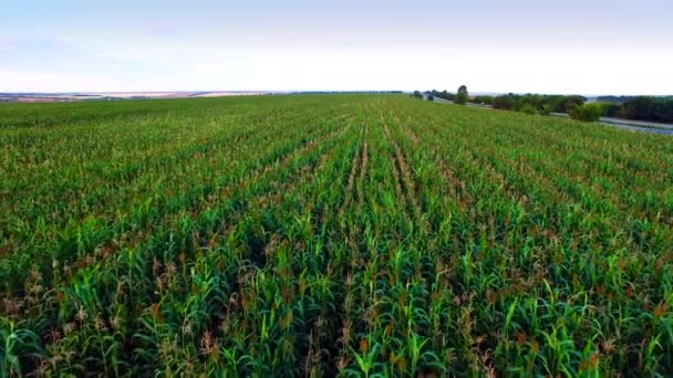 Aero view of the corn field in sunset — Stock Video