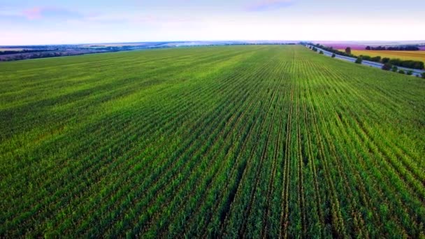 Vista aérea del campo de maíz al atardecer — Vídeos de Stock