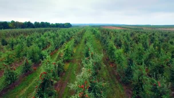 Vue aérienne du jardin de pommiers — Video