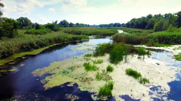 Aerial view of marshy river in the forest — Stock Video