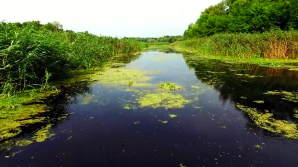 Вид с воздуха на болотистую реку в лесу — стоковое видео