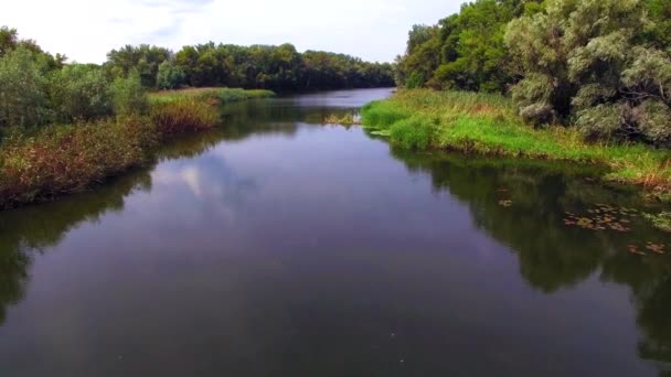 Вид з повітря на річку в лісі — стокове відео