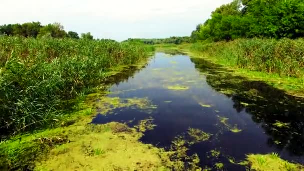 Vista aérea del río pantanoso en el bosque — Vídeos de Stock