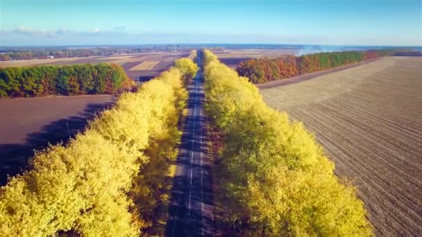 Vista aérea de la carretera suburbana con árboles otoñales en los bordes — Vídeos de Stock