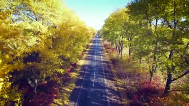 Luchtfoto van voorstedelijke wegnaar herfst bomen aan de randen — Stockvideo